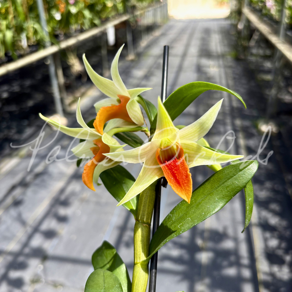 Den. Jiaho Delight — Palmer Orchids